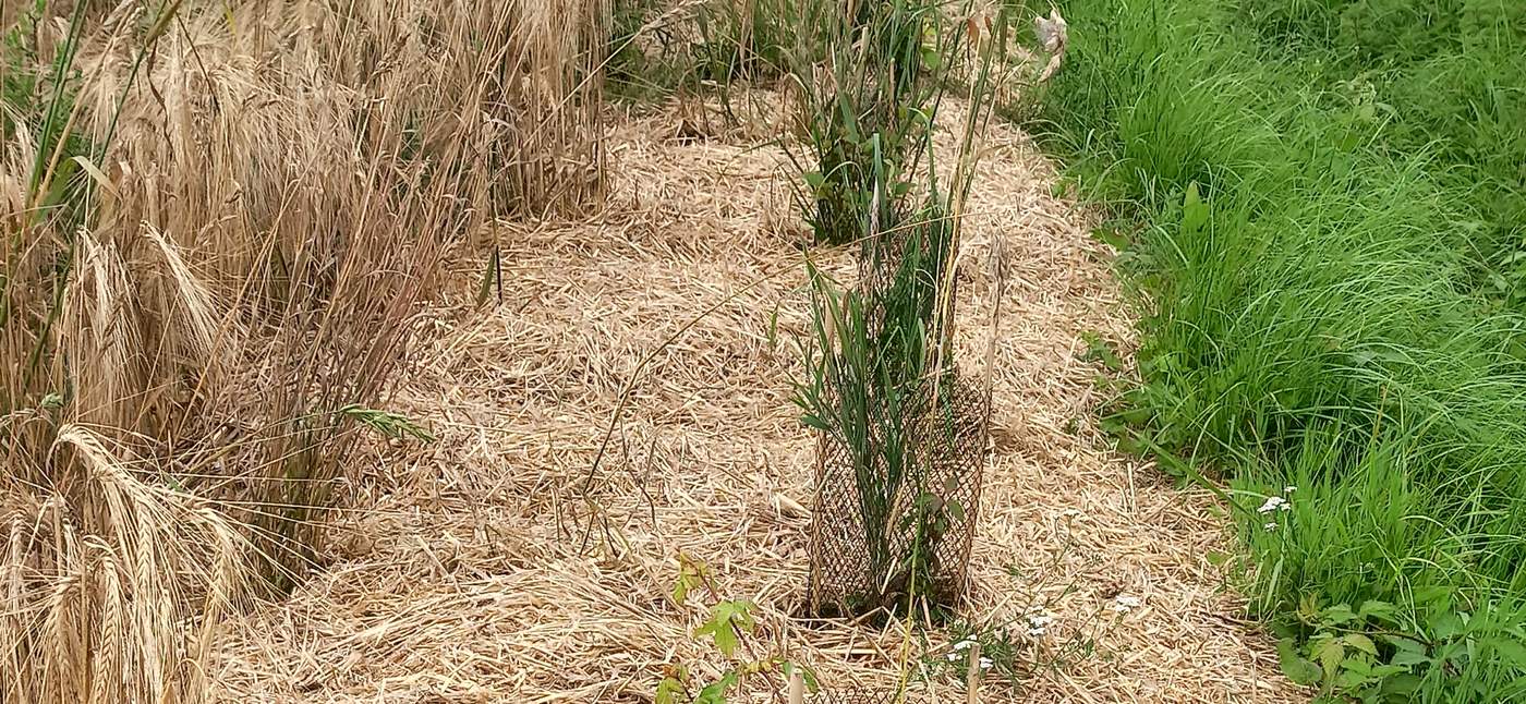Haie bocagère luxuriante en été