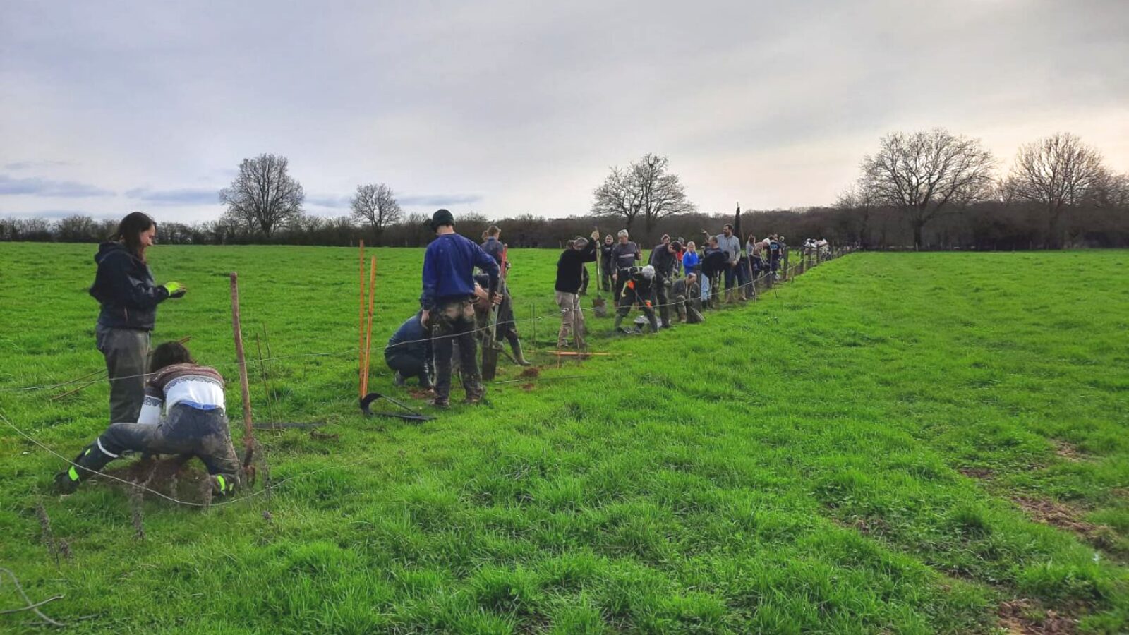 Plantation d'une haie bocagère aux côtés d'un agriculteur