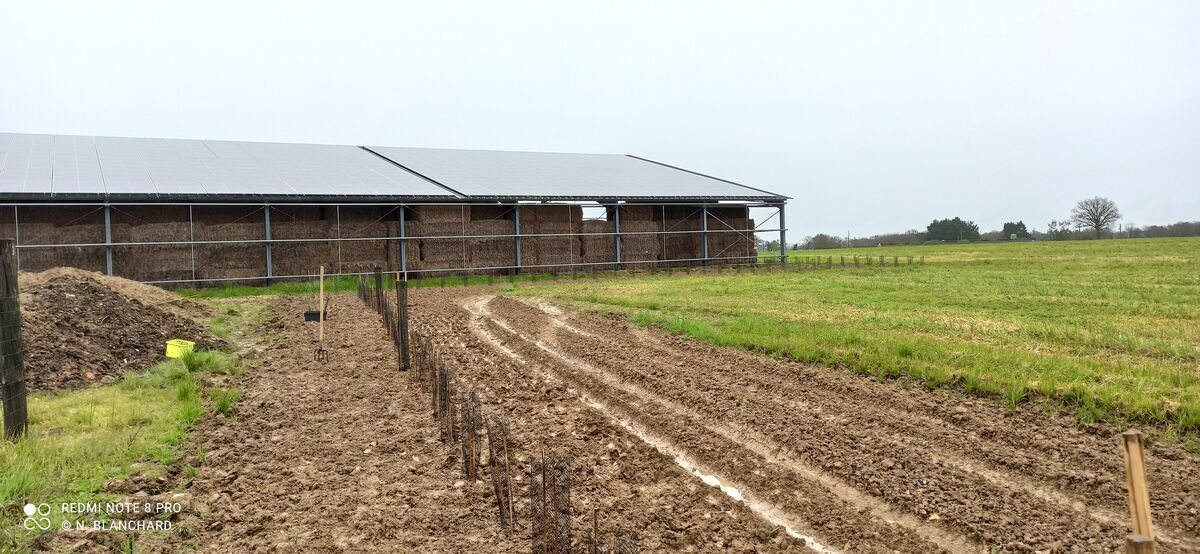 Agriculteur plantant une haie sur son exploitation